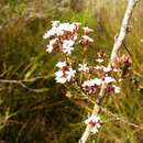 Image of Leucopogon assimilis R. Br.