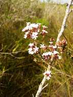 Image of Leucopogon assimilis R. Br.