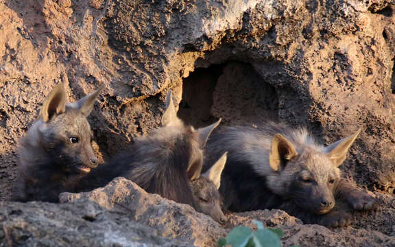 Image of Brown Hyena -- Brown Hyaena