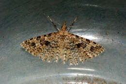 Image of twenty-plume moth