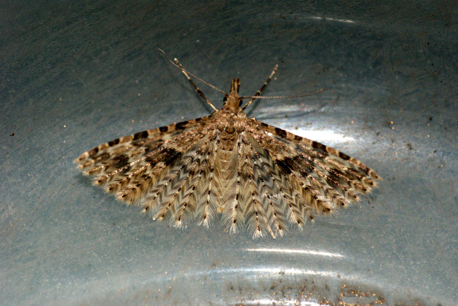 Image de Alucita hexadactyla Linnaeus 1758