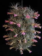 Image of Sucre Tillandsia