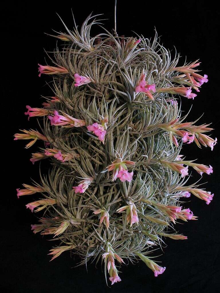 Image of Sucre Tillandsia