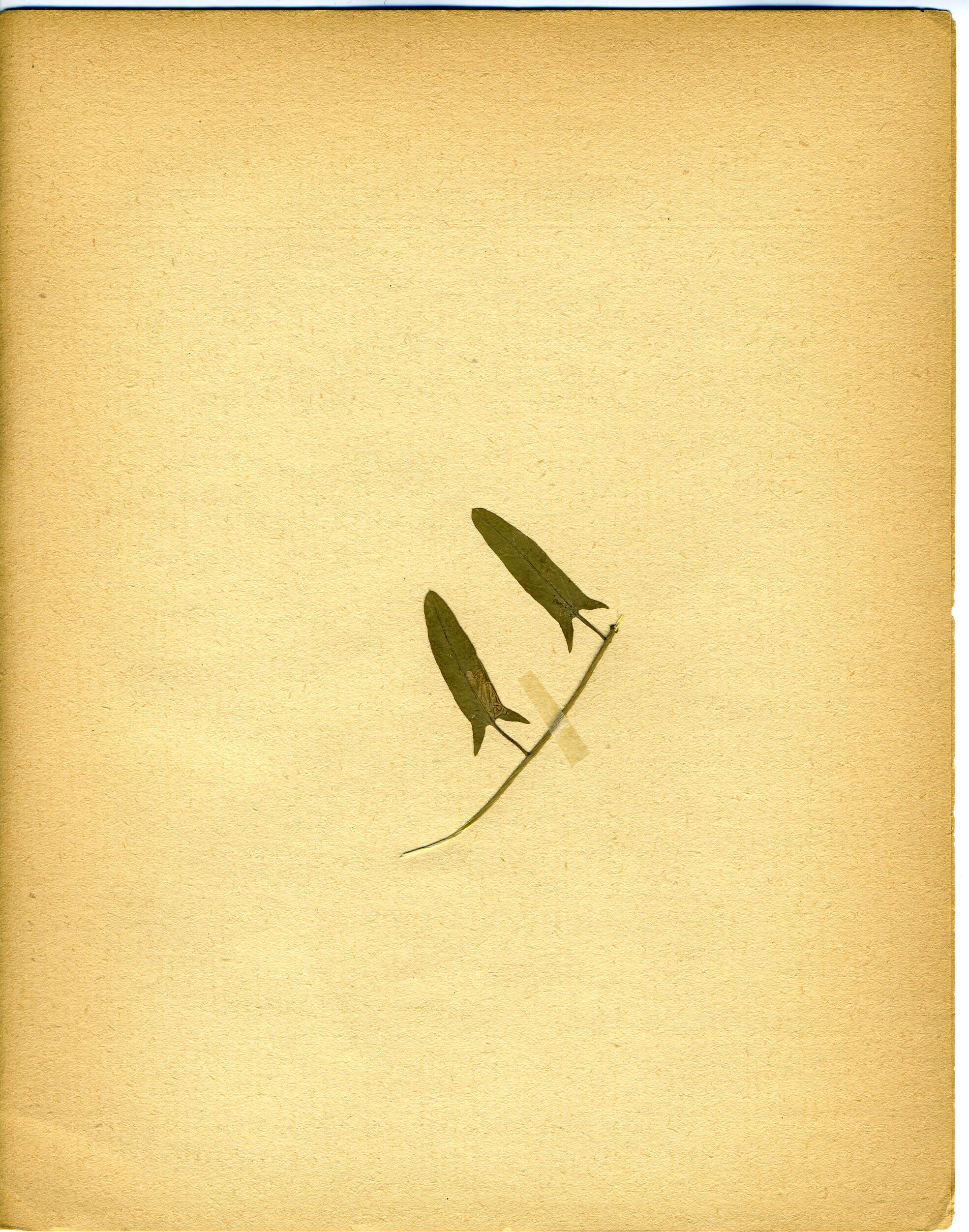 Image de Stigmella freyella (Heyden 1858) Vári 1950