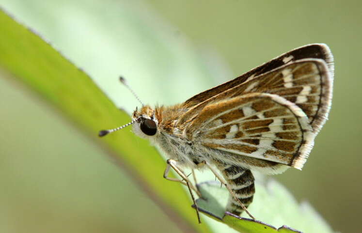 Image of Grey-veined Grass Dart