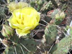 Image of twistspine pricklypear