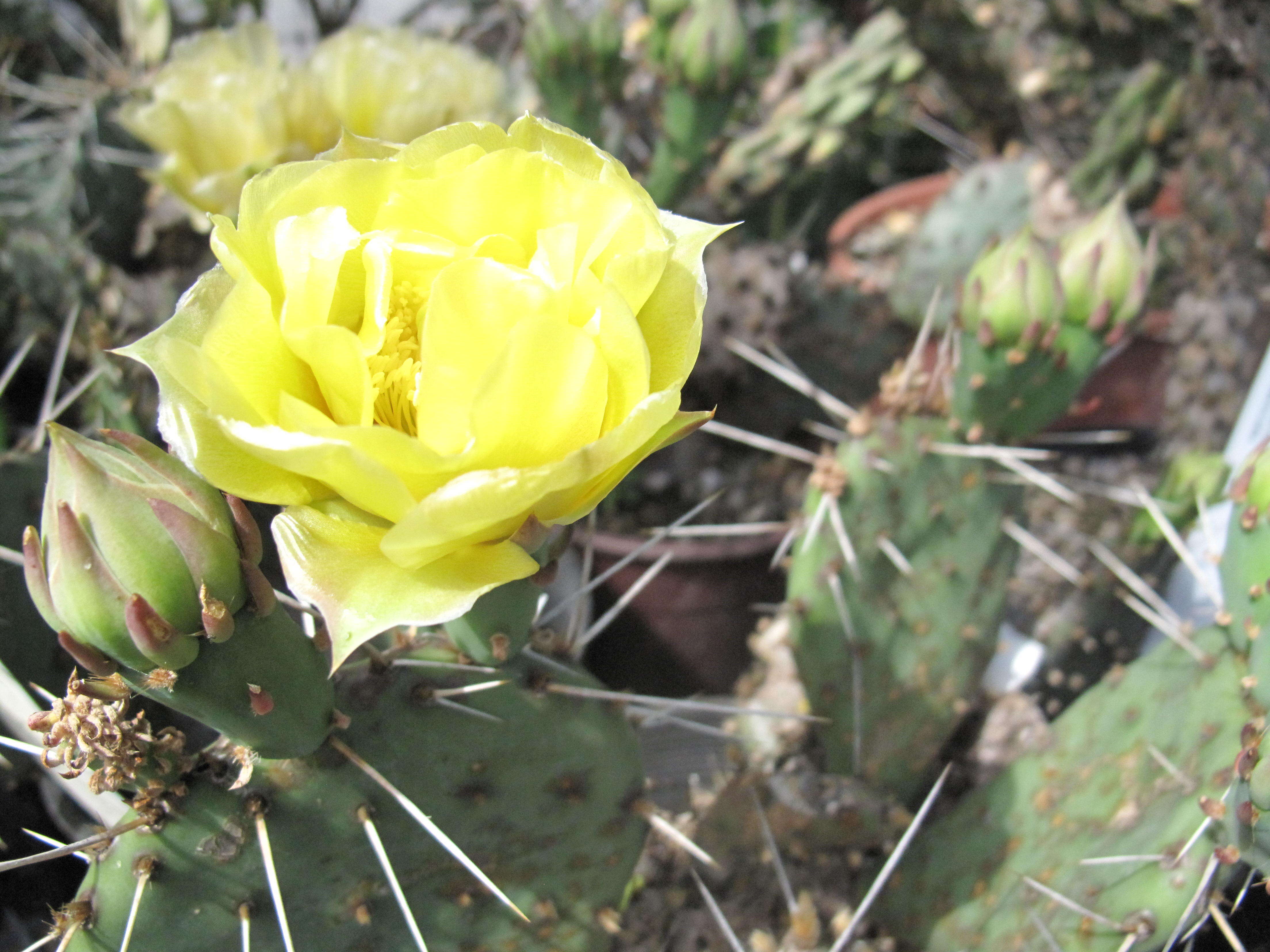 Image of twistspine pricklypear