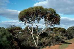 Image of Eucalyptus albida Maiden & Blakely