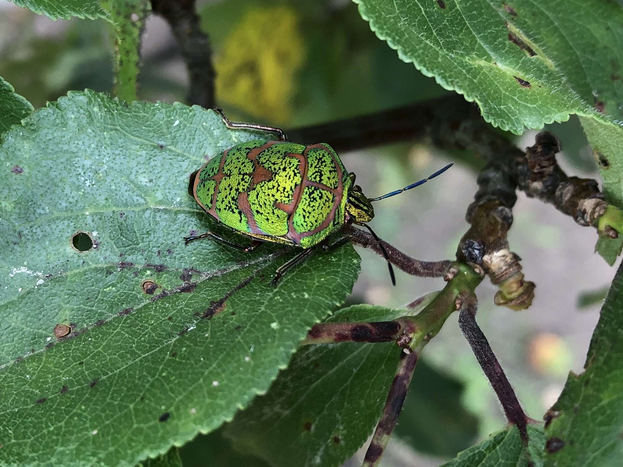 Image of Clown Stink Bug