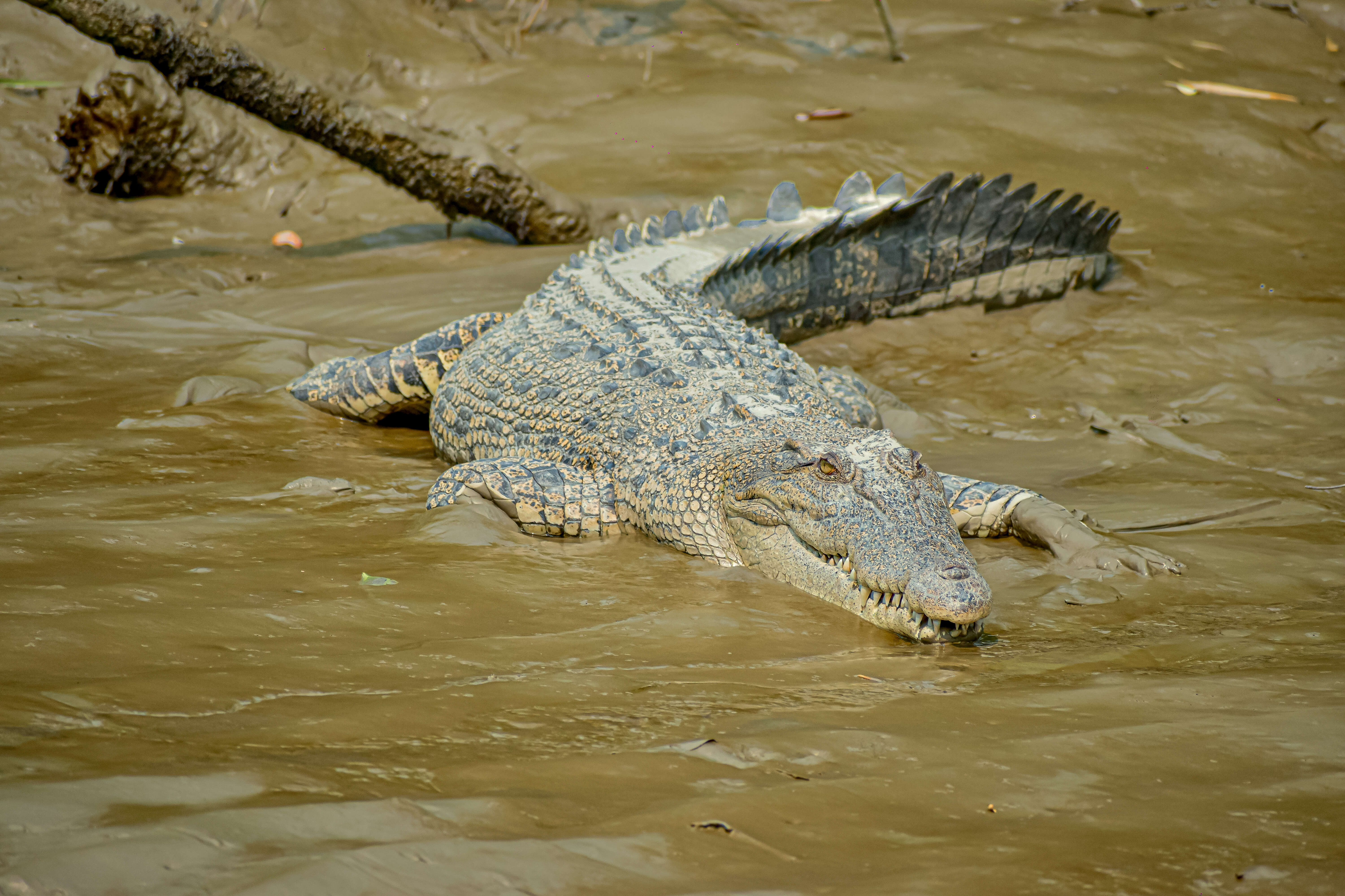 Image of Crocodilia