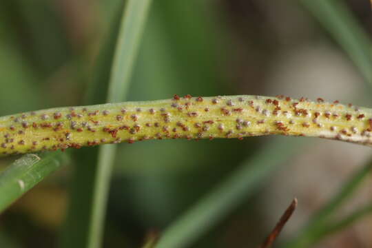 Image de Puccinia liliacearum Duby 1830