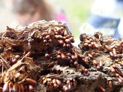 Image of Egg-shell Slime Mould