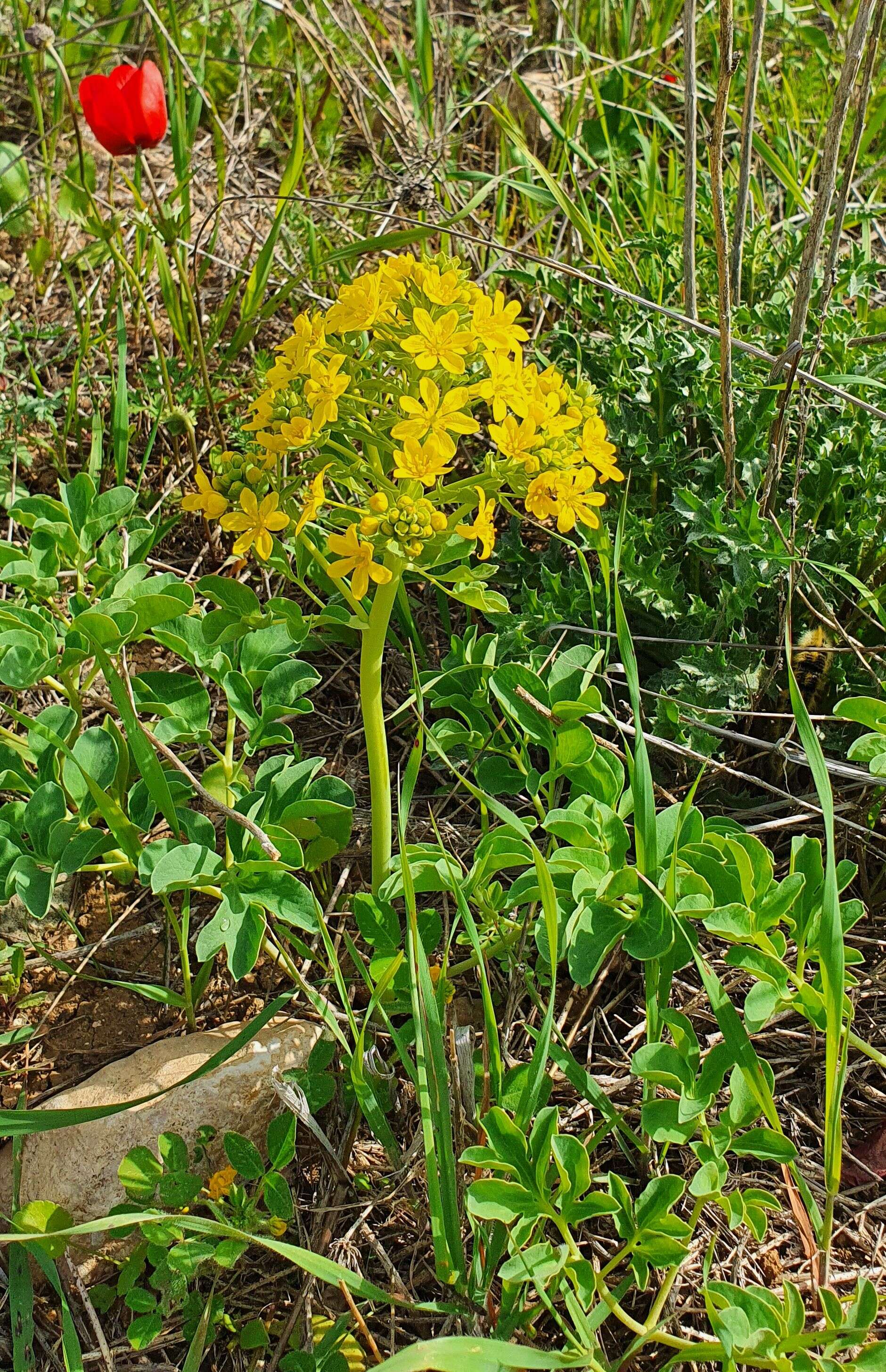 Image of Leontice leontopetalum L.