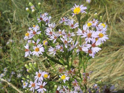 Image of sea aster