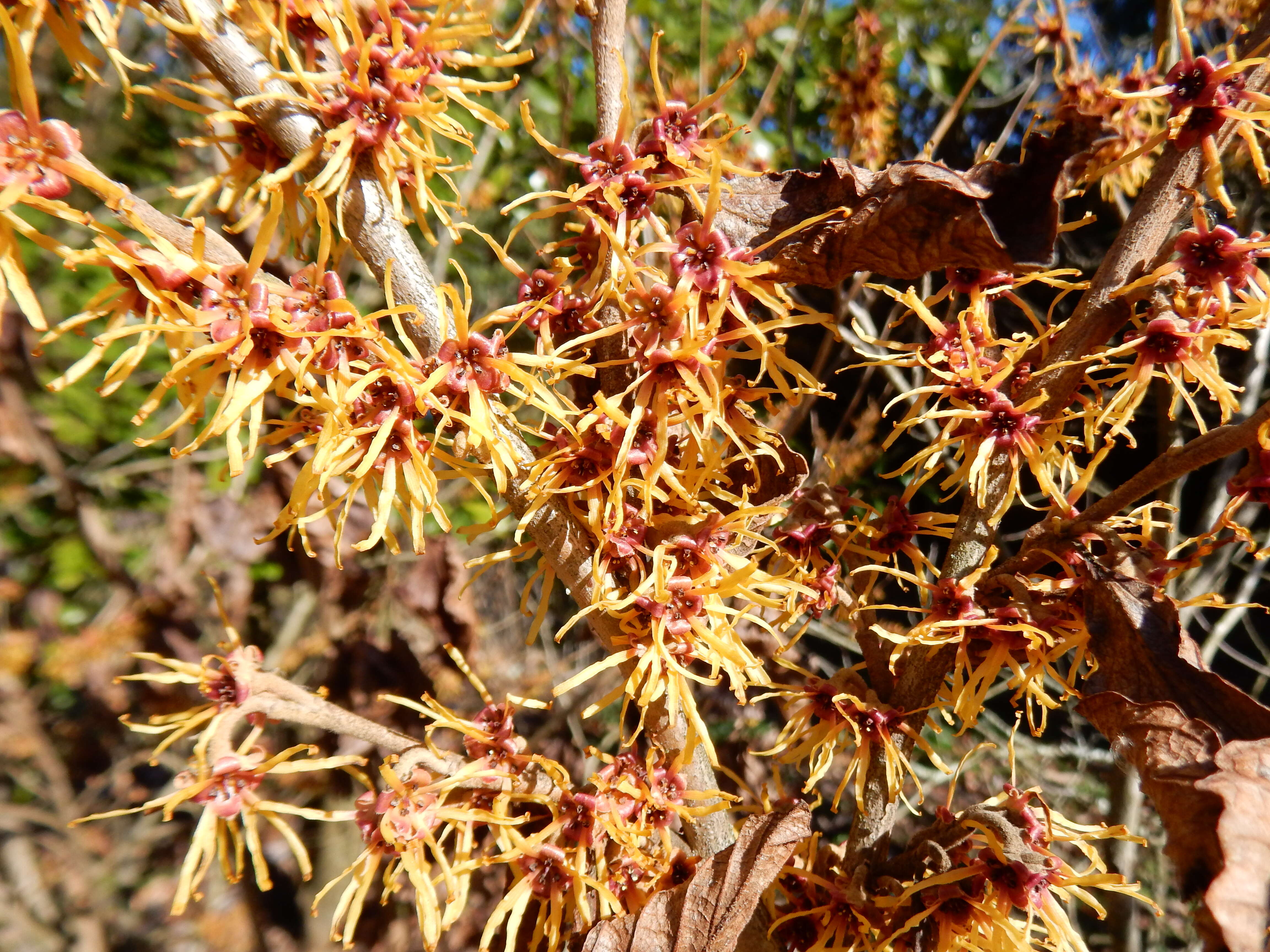 Imagem de Hamamelis vernalis Sarg.