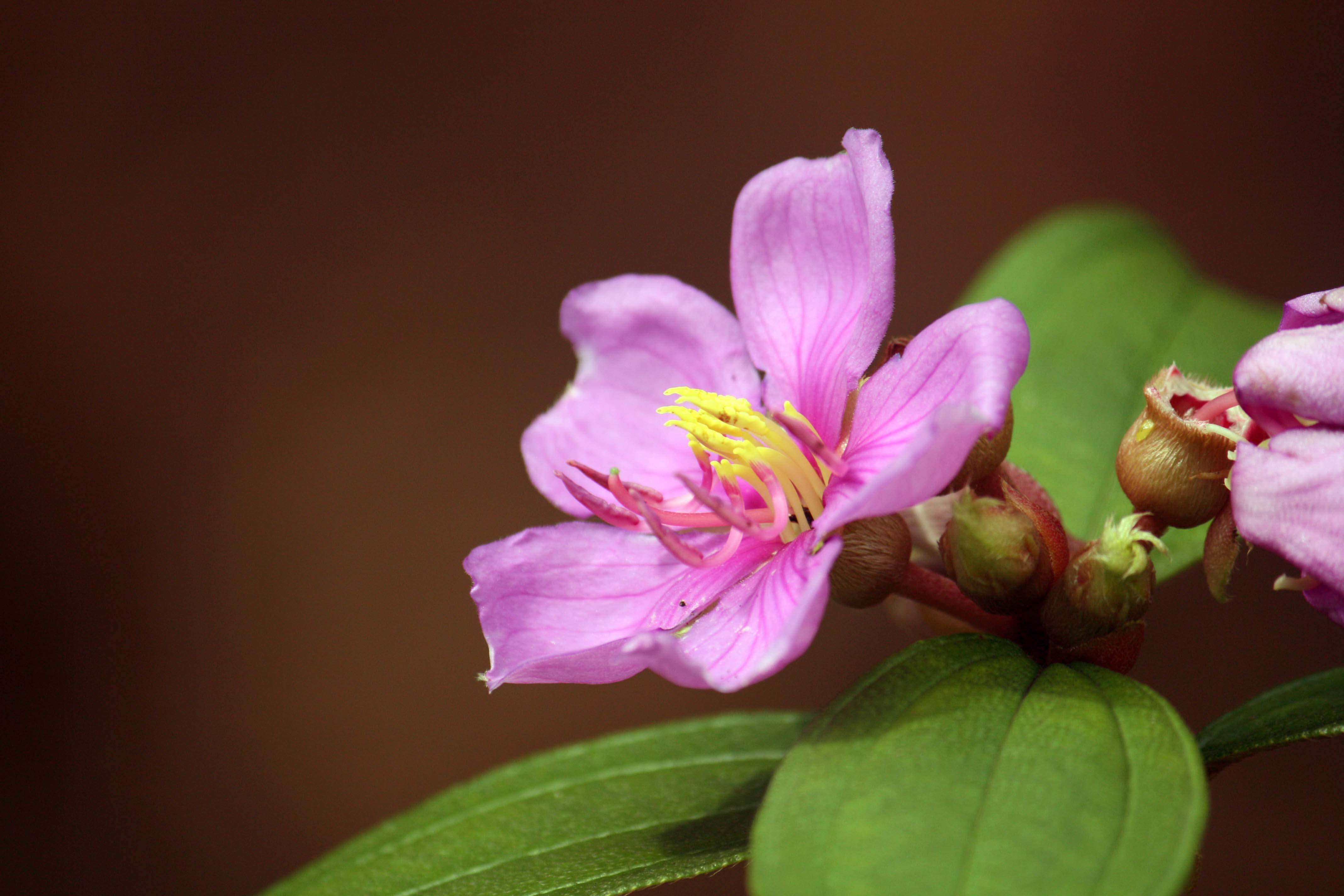 Osbeckia octandra (L.) DC.的圖片