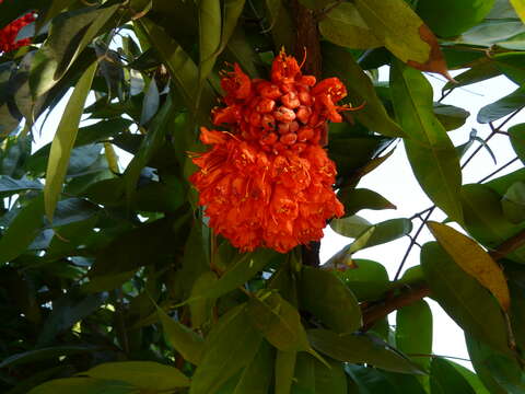 Image de Brownea grandiceps Jacq.