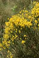 Image of Cytisus oromediterraneus