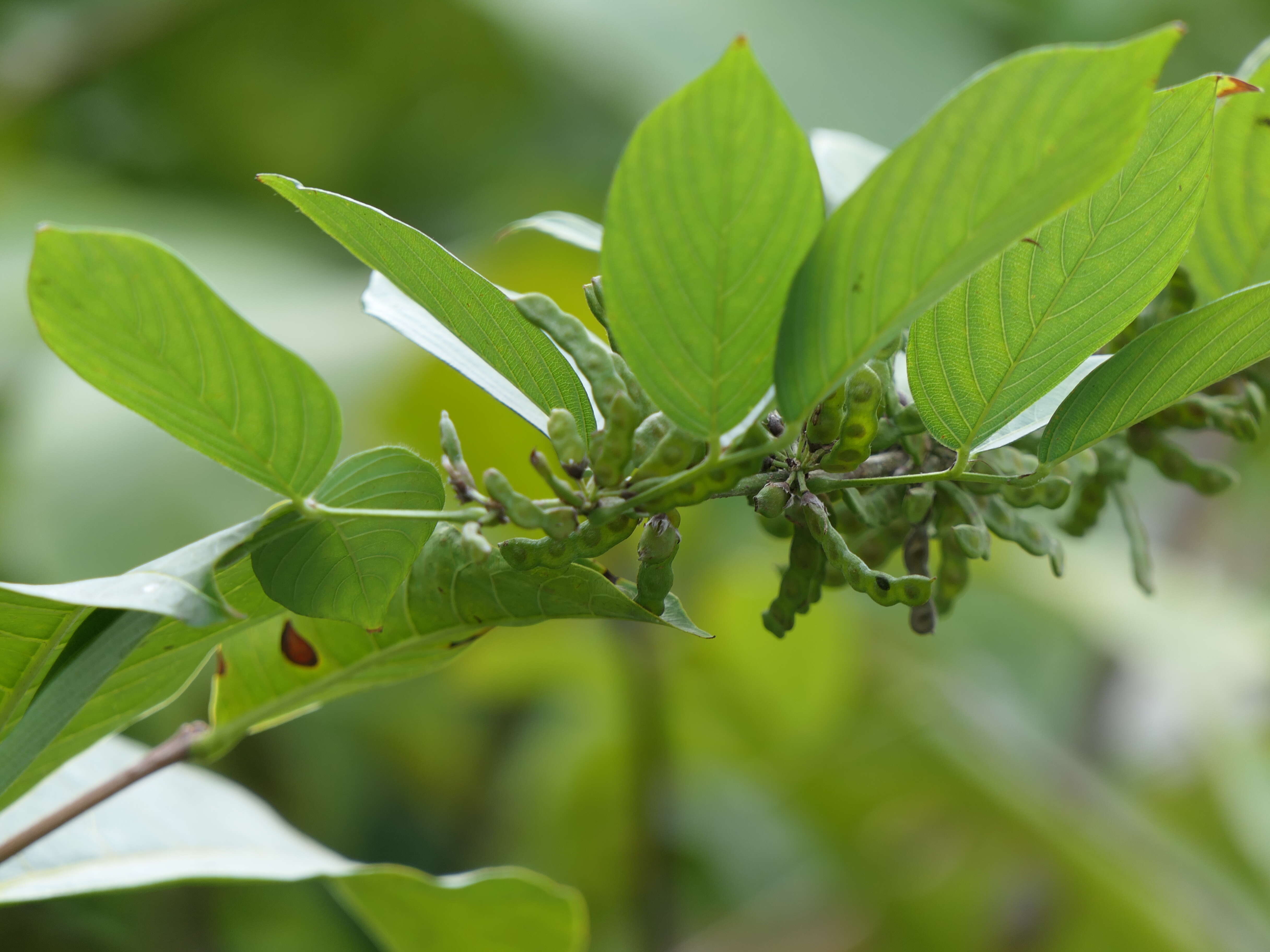 Image of Dendrolobium triangulare (Retz.) Schindl.