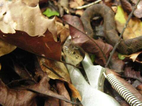 Image of Olmecan Pit Viper