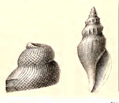 Image of Pleurotomella porcellana (R. B. Watson 1886)