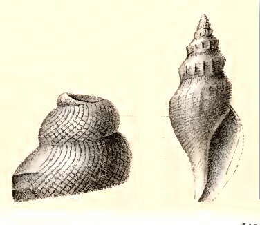 Plancia ëd Pleurotomella porcellana (R. B. Watson 1886)