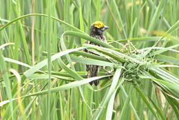 Image of Streaked Weaver