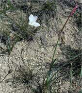 Image of prairie lily