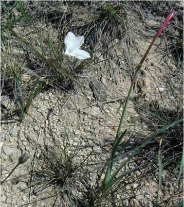 صورة Zephyranthes drummondii D. Don