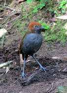 Image of Chestnut-naped Antpitta