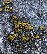 Image of Hidden goldspeck lichen