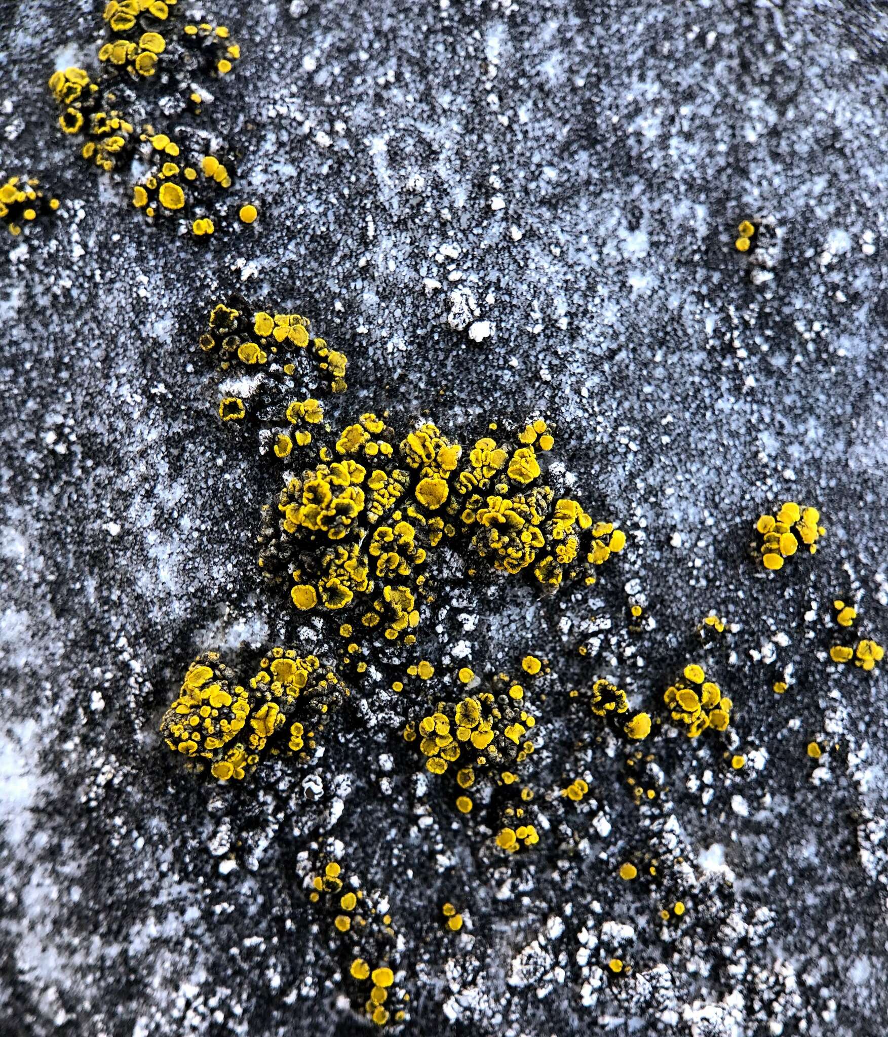 Image of Hidden goldspeck lichen