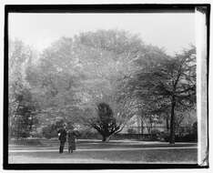 Image of European hornbeam