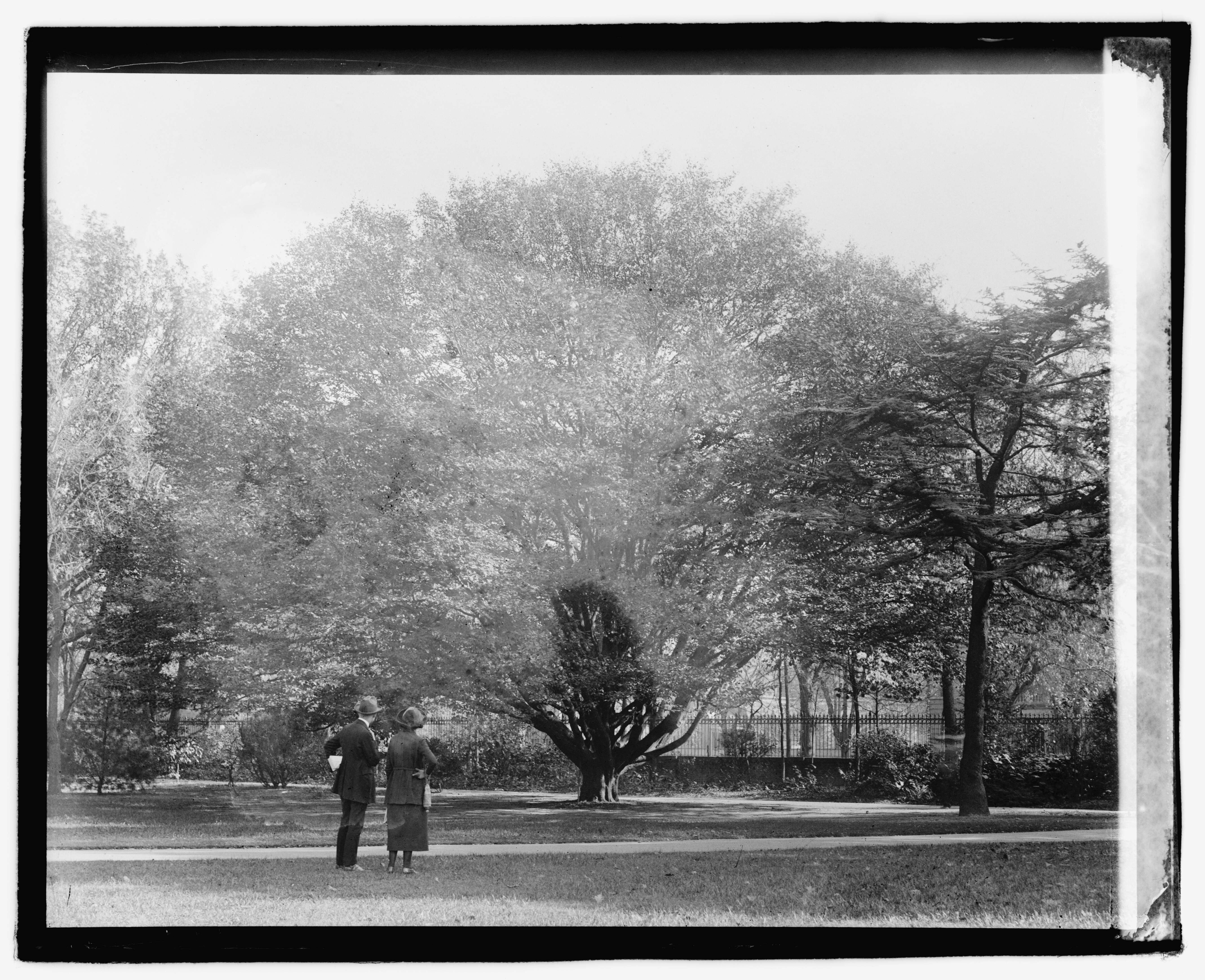 Image of European hornbeam