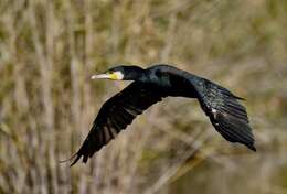 Image of Black Shag