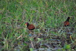 Image of Wattled Jacana