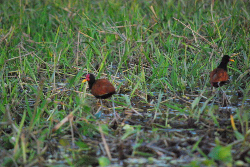 Image of Wattled Jacana