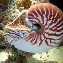 Image of Nautilus vanuatuensis