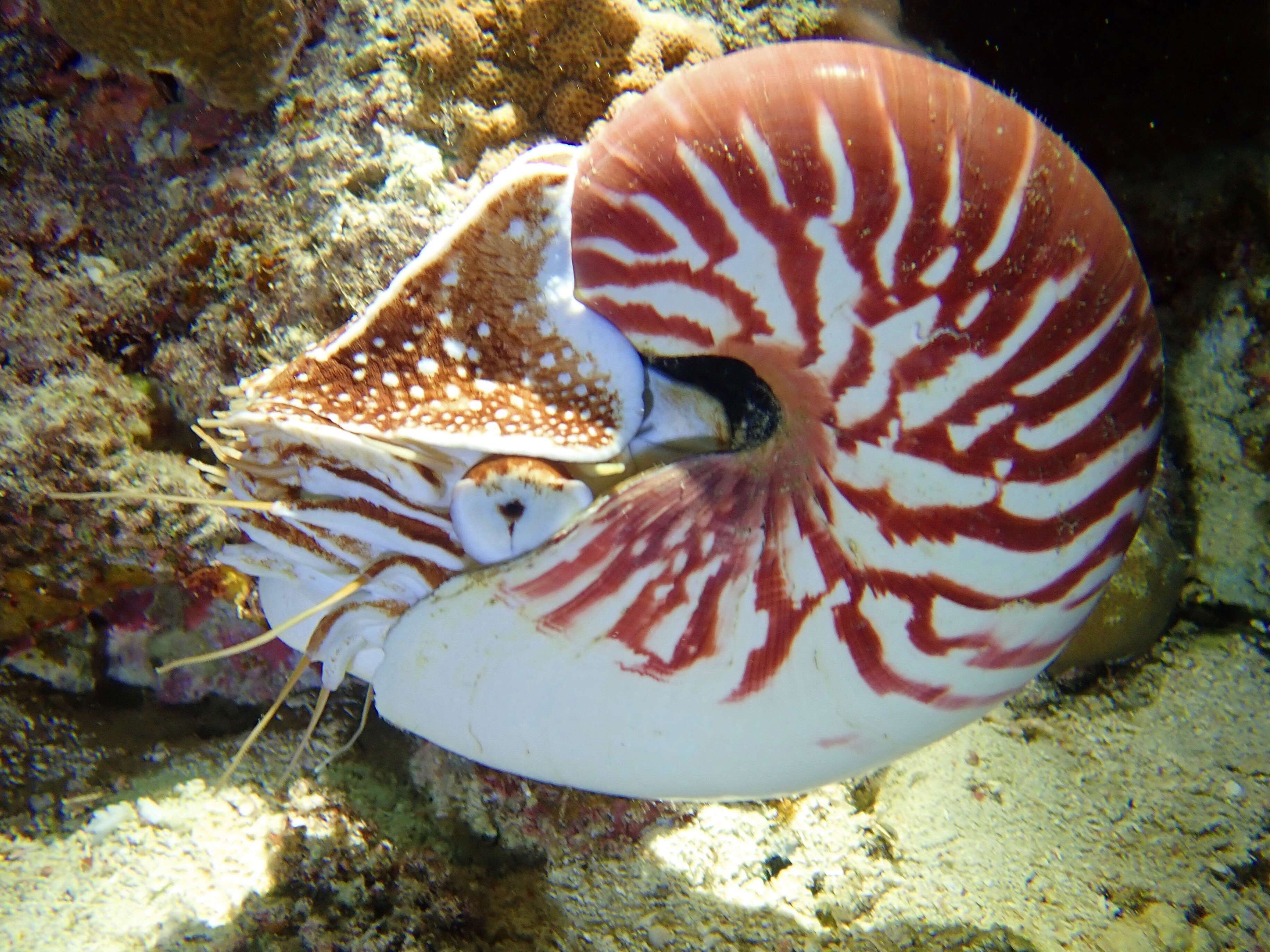 Image of Nautilus vanuatuensis