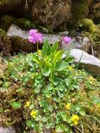 Слика од Primula carniolica Jacq.