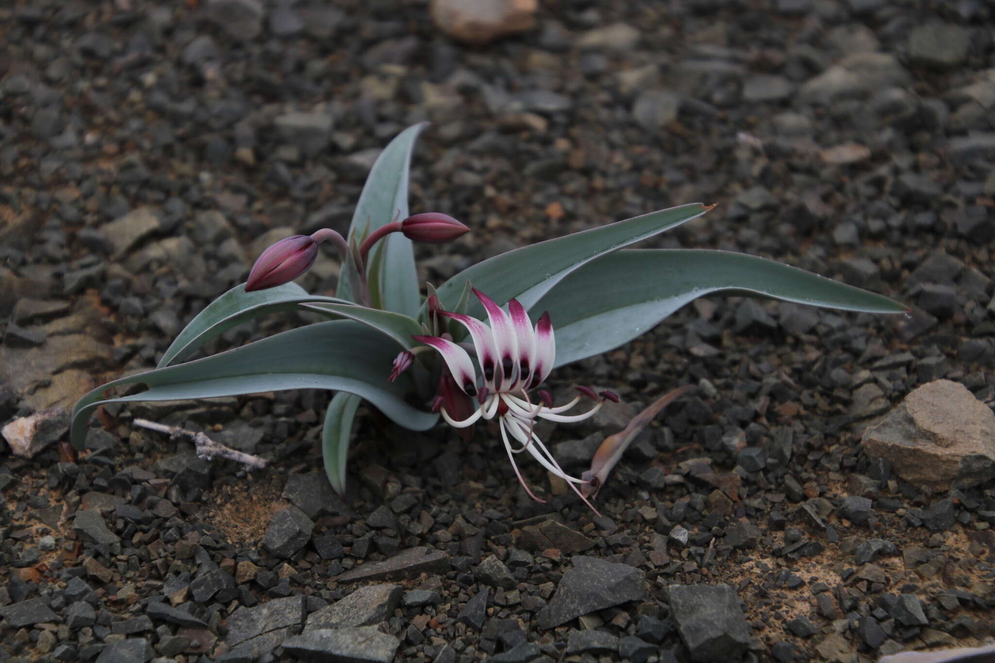 Image of Ornithoglossum undulatum Sweet