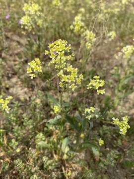 Image of Jared's pepperweed