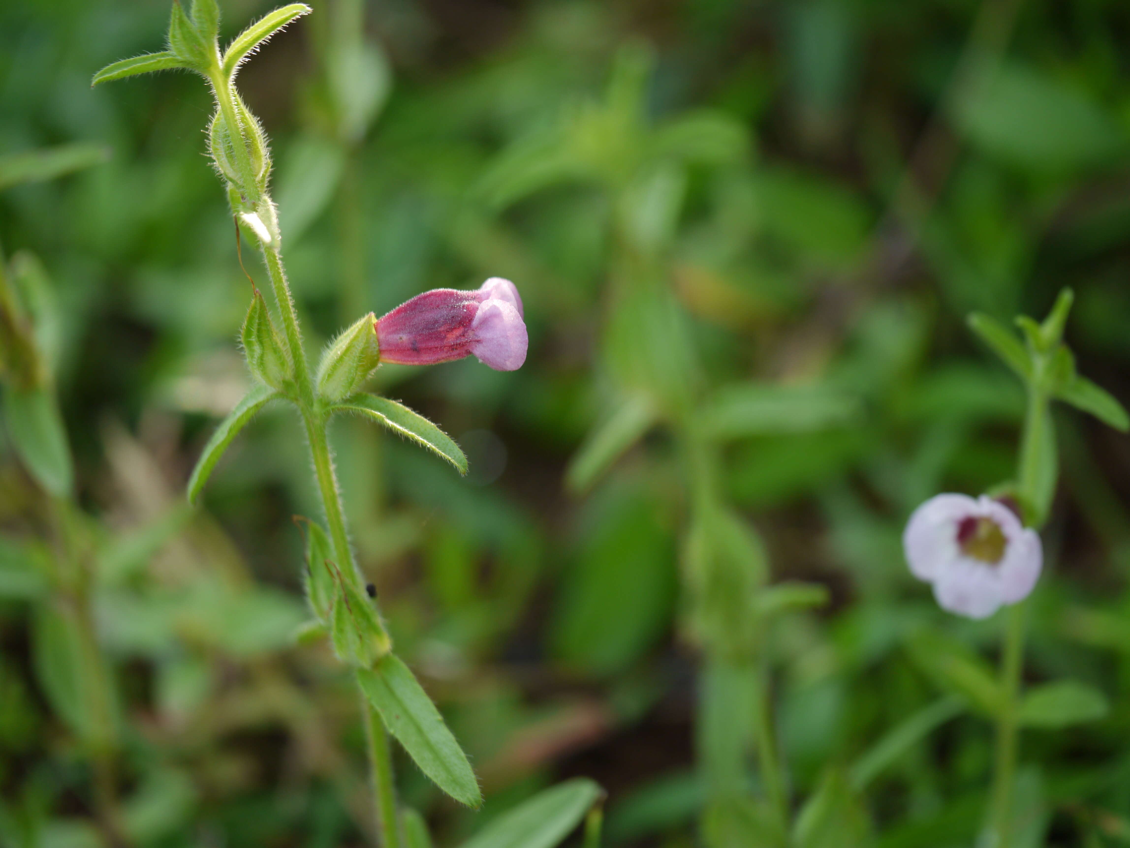 Image of Centranthera indica (L.) Gamble