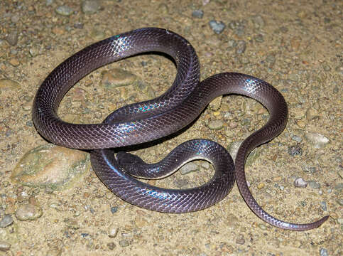 Image of Greater Black Krait