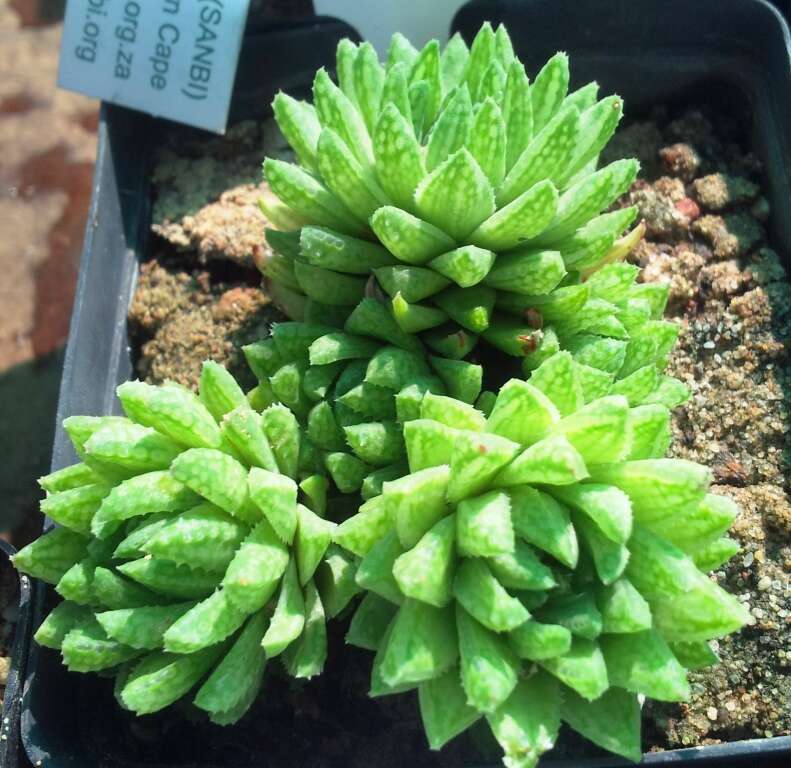 Haworthia reticulata (Haw.) Haw. resmi