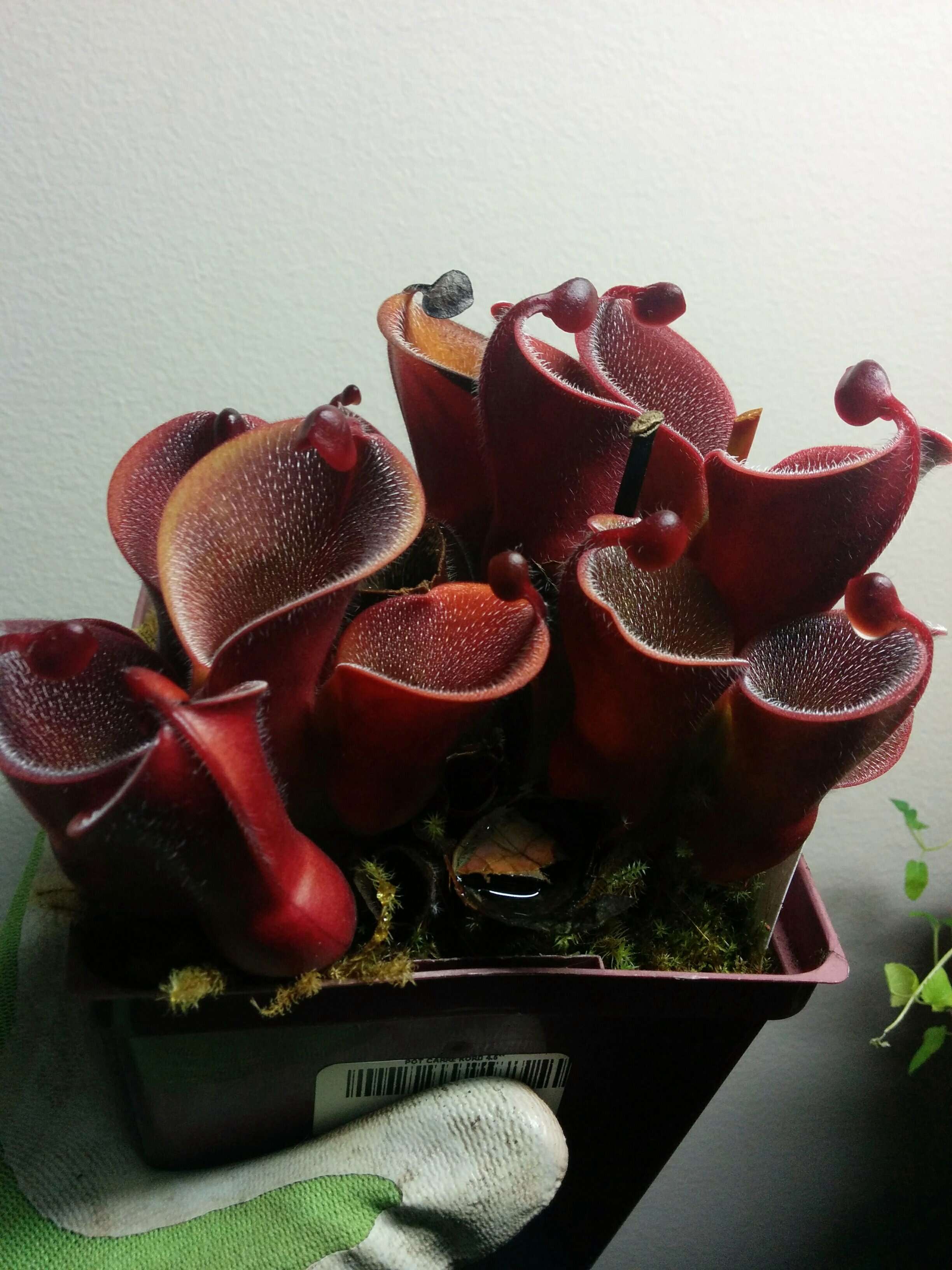 Image of Heliamphora minor Gleason