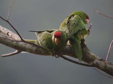 Image of Aratinga wagleri