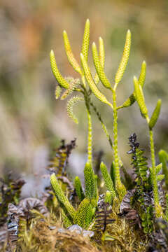 Image of Stag's-horn Clubmoss