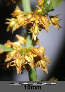 Rumex palustris Sm. resmi