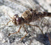 Слика од Crocothemis saxicolor Ris 1921